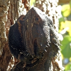 Pogona barbata at Acton, ACT - 26 Oct 2018