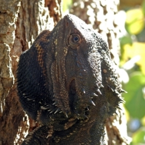 Pogona barbata at Acton, ACT - 26 Oct 2018