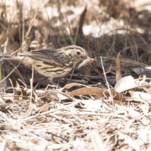 Pyrrholaemus sagittatus at Dunlop, ACT - 26 Oct 2018 11:32 AM