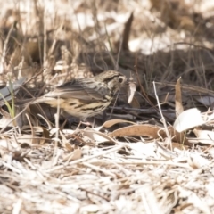 Pyrrholaemus sagittatus at Dunlop, ACT - 26 Oct 2018 11:32 AM