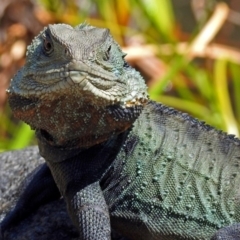 Intellagama lesueurii howittii (Gippsland Water Dragon) at ANBG - 25 Oct 2018 by RodDeb