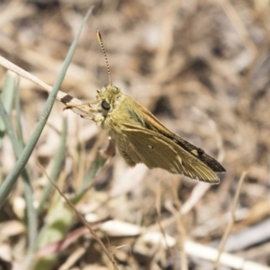 Trapezites luteus at Dunlop, ACT - 26 Oct 2018 11:43 AM