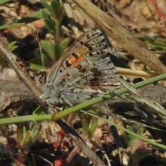 Lucia limbaria (Chequered Copper) at Tennent, ACT - 27 Oct 2018 by JohnBundock