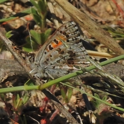 Lucia limbaria (Chequered Copper) at Tennent, ACT - 27 Oct 2018 by JohnBundock