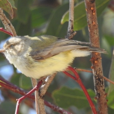 Smicrornis brevirostris (Weebill) at Kambah, ACT - 26 Oct 2018 by HelenCross