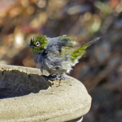 Zosterops lateralis (Silvereye) at Macarthur, ACT - 26 Oct 2018 by RodDeb