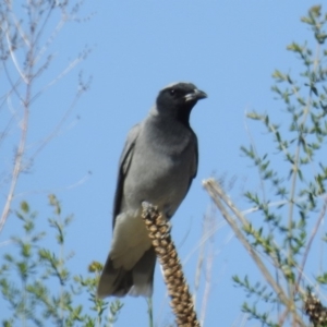 Coracina novaehollandiae at Kambah, ACT - 27 Oct 2018 08:25 AM