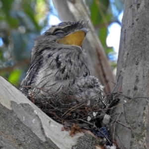 Podargus strigoides at Acton, ACT - 26 Oct 2018