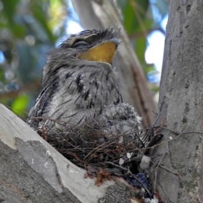 Podargus strigoides (Tawny Frogmouth) at Acton, ACT - 26 Oct 2018 by RodDeb
