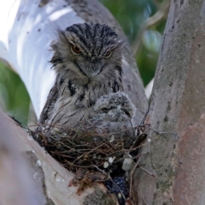 Podargus strigoides at Acton, ACT - 26 Oct 2018