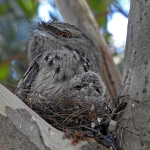 Podargus strigoides at Acton, ACT - 26 Oct 2018