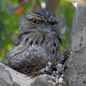 Podargus strigoides at Acton, ACT - 26 Oct 2018