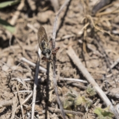 Asilinae sp. (subfamily) (Unidentified asiline Robberfly) at Dunlop, ACT - 26 Oct 2018 by AlisonMilton