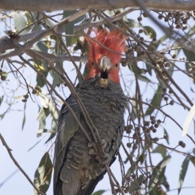 Callocephalon fimbriatum (Gang-gang Cockatoo) at Hawker, ACT - 26 Oct 2018 by AlisonMilton