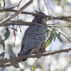 Callocephalon fimbriatum at Hawker, ACT - 26 Oct 2018