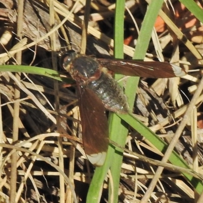 Comptosia stria (A bee fly) at Tennent, ACT - 26 Oct 2018 by JohnBundock