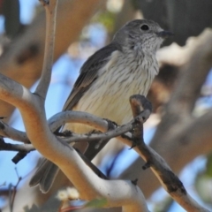 Pachycephala rufiventris (Rufous Whistler) at Tennent, ACT - 26 Oct 2018 by JohnBundock