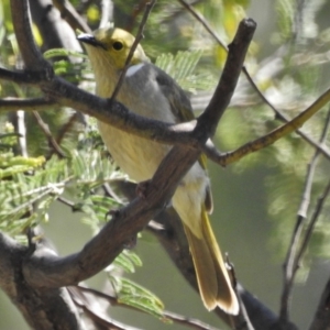 Ptilotula penicillata at Tennent, ACT - 27 Oct 2018