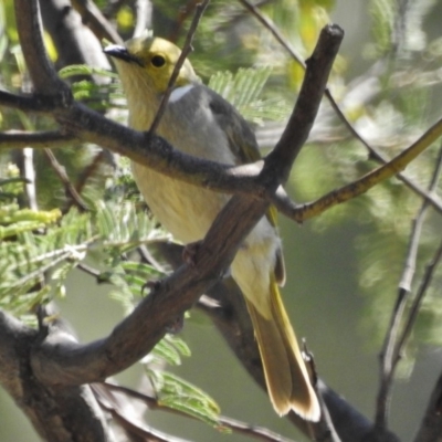 Ptilotula penicillata (White-plumed Honeyeater) at Tennent, ACT - 26 Oct 2018 by JohnBundock