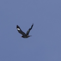 Eurystomus orientalis (Dollarbird) at The Pinnacle - 26 Oct 2018 by AlisonMilton