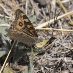 Junonia villida (Meadow Argus) at Hawker, ACT - 26 Oct 2018 by AlisonMilton