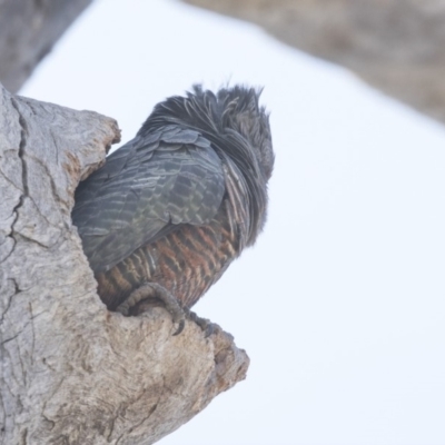 Callocephalon fimbriatum (Gang-gang Cockatoo) at Bruce, ACT - 26 Oct 2018 by AlisonMilton