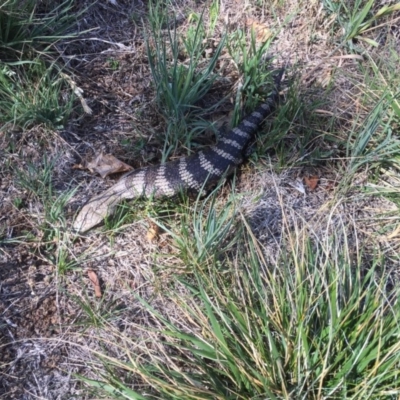 Tiliqua scincoides scincoides (Eastern Blue-tongue) at Griffith Woodland - 26 Oct 2018 by ianandlibby1