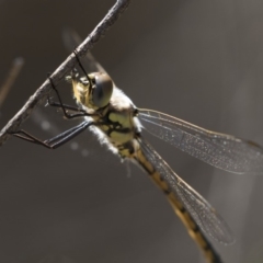 Hemicordulia tau (Tau Emerald) at Bruce, ACT - 26 Oct 2018 by Alison Milton