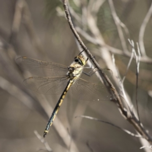 Hemicordulia tau at Bruce, ACT - 26 Oct 2018