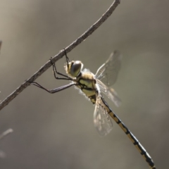 Hemicordulia tau at Bruce, ACT - 26 Oct 2018