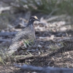 Phaps chalcoptera (Common Bronzewing) at Bruce, ACT - 26 Oct 2018 by Alison Milton