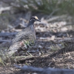 Phaps chalcoptera (Common Bronzewing) at Gossan Hill - 26 Oct 2018 by Alison Milton