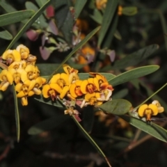 Daviesia mimosoides (Bitter Pea) at O'Connor, ACT - 17 Nov 2017 by PeteWoodall