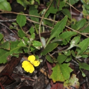 Goodenia hederacea subsp. hederacea at O'Connor, ACT - 18 Nov 2017 07:29 AM