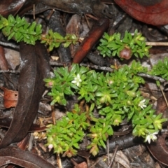 Rhytidosporum procumbens (White Marianth) at O'Connor, ACT - 18 Nov 2017 by PeteWoodall