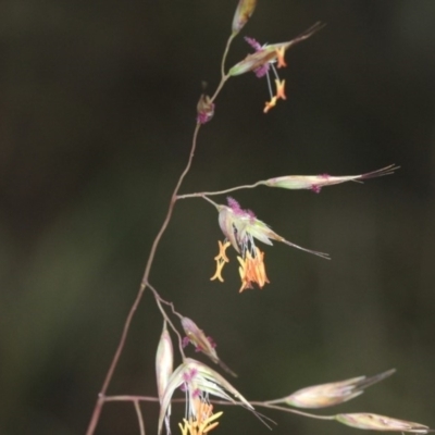 Rytidosperma pallidum (Red-anther Wallaby Grass) at O'Connor, ACT - 17 Nov 2017 by PeteWoodall