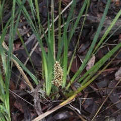 Lomandra longifolia (Spiny-headed Mat-rush, Honey Reed) at O'Connor, ACT - 17 Nov 2017 by PeteWoodall