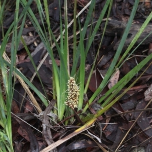 Lomandra longifolia at O'Connor, ACT - 18 Nov 2017