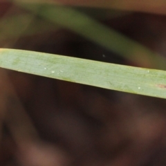 Lomandra longifolia at O'Connor, ACT - 18 Nov 2017