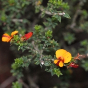 Pultenaea procumbens at O'Connor, ACT - 18 Nov 2017 07:32 AM