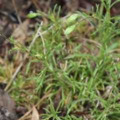 Vittadinia muelleri (Narrow-leafed New Holland Daisy) at Bruce, ACT - 17 Nov 2017 by PeteWoodall