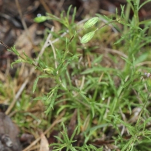 Vittadinia muelleri at Bruce, ACT - 18 Nov 2017 07:32 AM