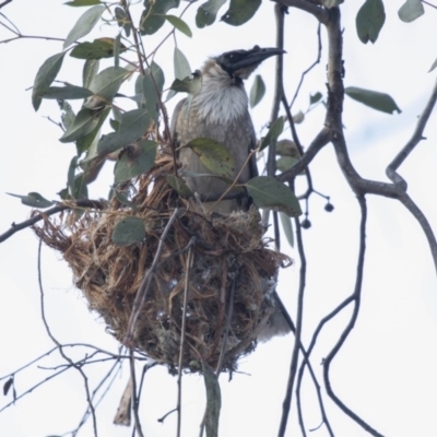 Philemon corniculatus (Noisy Friarbird) at Bruce, ACT - 26 Oct 2018 by AlisonMilton