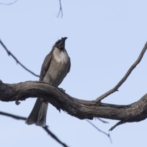 Philemon corniculatus at Bruce, ACT - 26 Oct 2018 03:45 PM