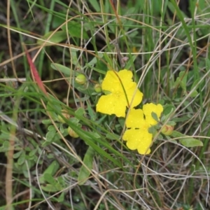 Hibbertia obtusifolia at Bruce, ACT - 18 Nov 2017 07:34 AM