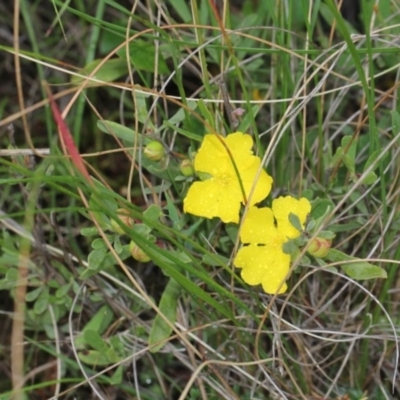 Hibbertia obtusifolia (Grey Guinea-flower) at Bruce, ACT - 17 Nov 2017 by PeteWoodall