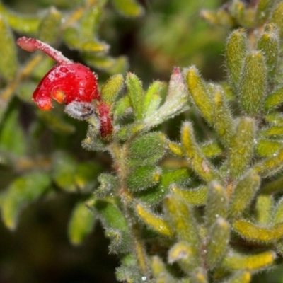 Grevillea alpina (Mountain Grevillea / Cat's Claws Grevillea) at Bruce, ACT - 17 Nov 2017 by PeteWoodall