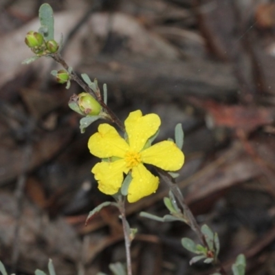 Hibbertia obtusifolia (Grey Guinea-flower) at Bruce, ACT - 17 Nov 2017 by PeteWoodall