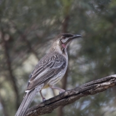 Anthochaera carunculata (Red Wattlebird) at Bruce, ACT - 26 Oct 2018 by Alison Milton