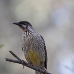 Anthochaera carunculata at Bruce, ACT - 26 Oct 2018